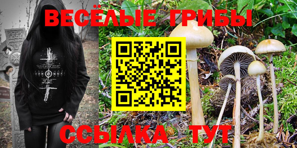 Псилоцибиновые грибы GOLDEN TEACHER  Вход с VPN  Кудрово 